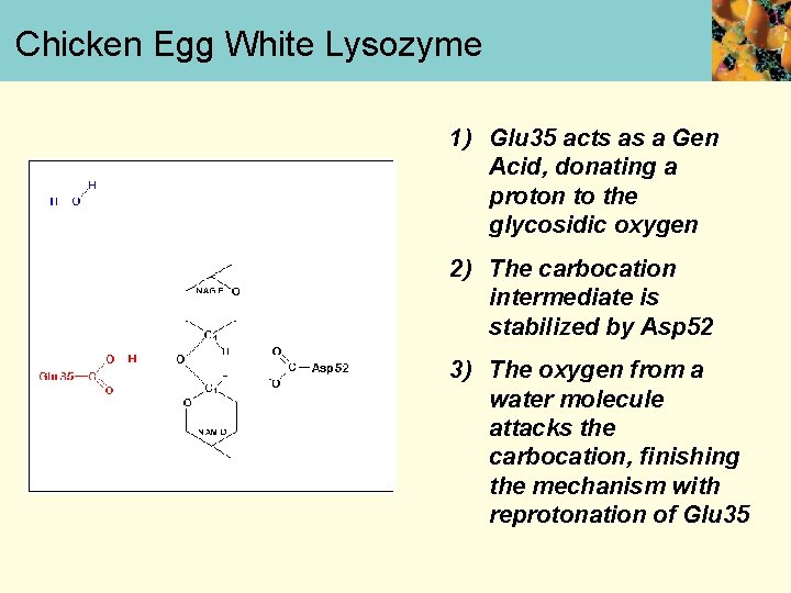Chicken Egg White Lysozyme 1) Glu 35 acts as a Gen Acid, donating a