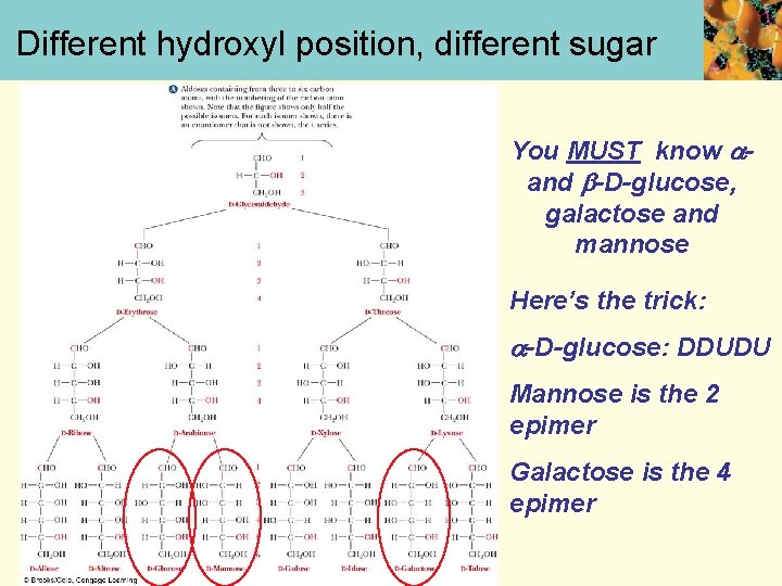 Different hydroxyl position, different sugar You MUST know and -D-glucose, galactose and mannose Here’s