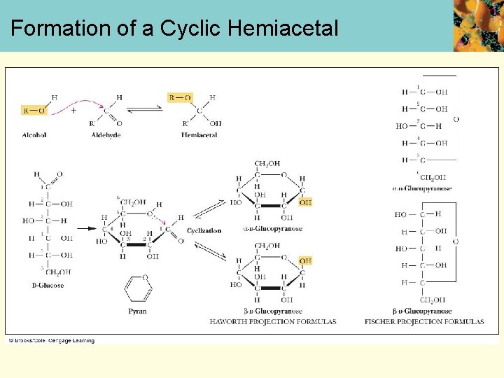 Formation of a Cyclic Hemiacetal 