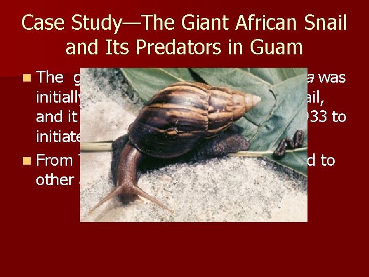 Case Study—The Giant African Snail and Its Predators in Guam giant African snail Achatina Case Study—The Giant African Snail and Its Predators in Guam giant African snail Achatina