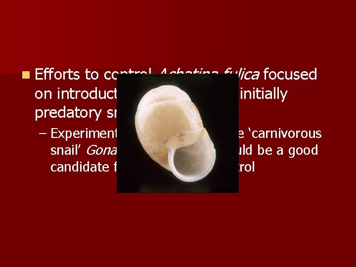 to control Achatina fulica focused on introduction of predators, initially predatory snails n Efforts to control Achatina fulica focused on introduction of predators, initially predatory snails n Efforts