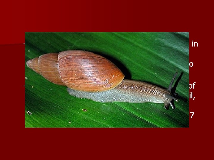 – Because of the persistence of African snails in Guam, another species, the cannibal – Because of the persistence of African snails in Guam, another species, the cannibal