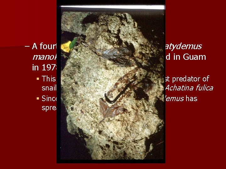 – A fourth predator, the flatworm Platydemus manokwari, ‘mysteriously’ appeared in Guam in 1978 – A fourth predator, the flatworm Platydemus manokwari, ‘mysteriously’ appeared in Guam in 1978