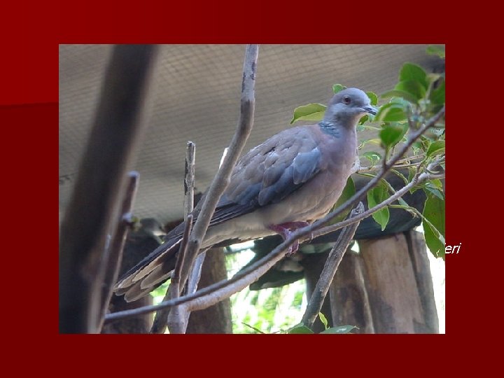 § 1770 – Sambar deer Cervus unicolor – edible swift-nest Collocalia fuciphaga – sphinx § 1770 – Sambar deer Cervus unicolor – edible swift-nest Collocalia fuciphaga – sphinx