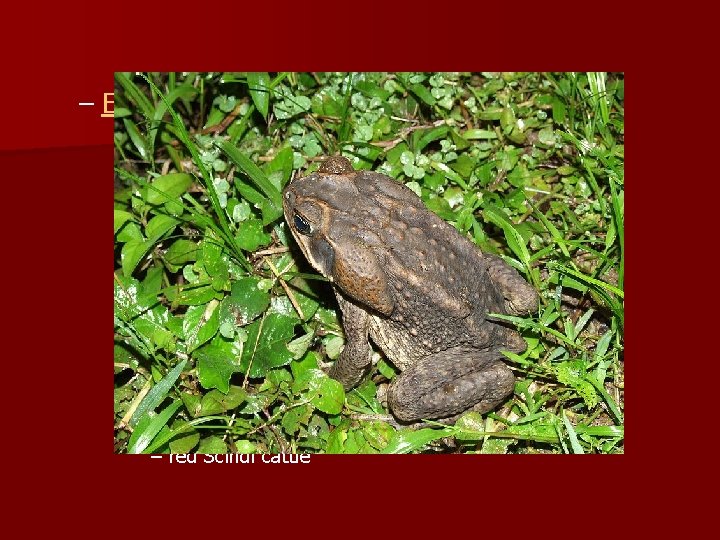 – Early American introductions (1898– 1941) § 1907 – honey bee Apis sp. § – Early American introductions (1898– 1941) § 1907 – honey bee Apis sp. §