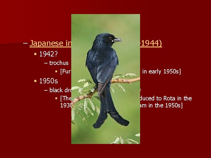 – Japanese introductions (1941– 1944) § 1942? – trochus Trochus niloticus § [Further introductions – Japanese introductions (1941– 1944) § 1942? – trochus Trochus niloticus § [Further introductions