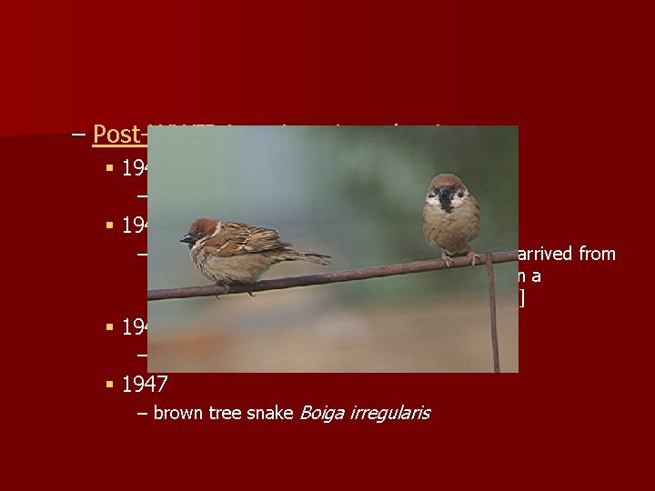 – Post-WWII American introductions § 1940 s – Eurasian tree sparrow Passer montanus § – Post-WWII American introductions § 1940 s – Eurasian tree sparrow Passer montanus §