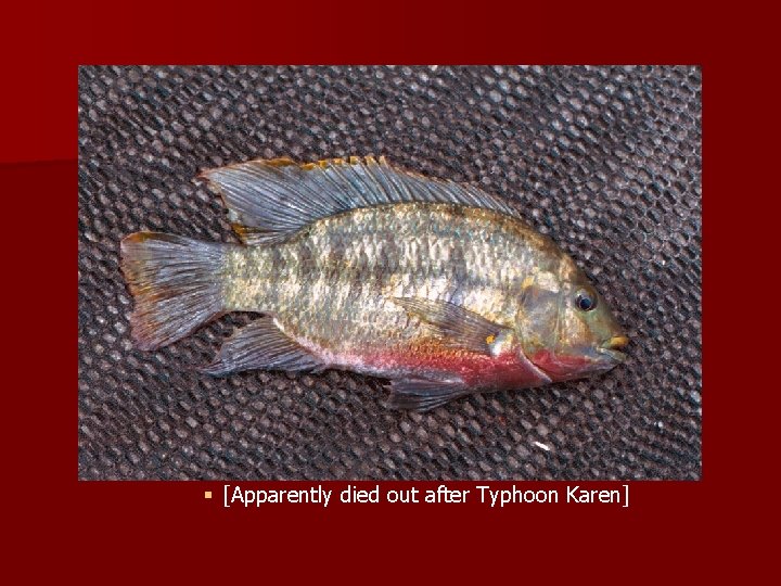 § 1954 – carnivorous snail Gonaxis kibweziensis § [Extirpated by Manokwari flatworm in the § 1954 – carnivorous snail Gonaxis kibweziensis § [Extirpated by Manokwari flatworm in the