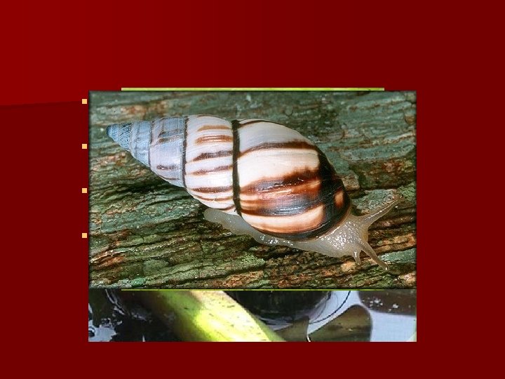 § 1978 – Manokwari flatworm Platydemus manokwari § 1984 – apple snail Pila conica § 1978 – Manokwari flatworm Platydemus manokwari § 1984 – apple snail Pila conica