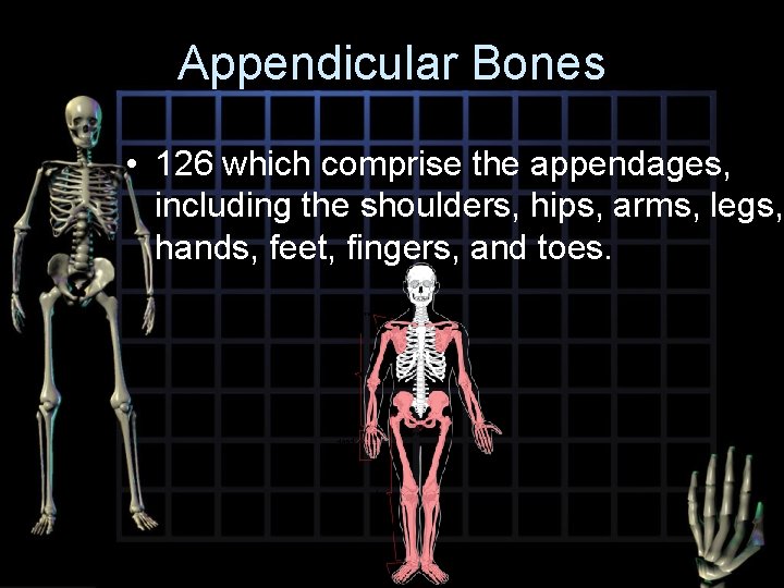 Appendicular Bones • 126 which comprise the appendages, including the shoulders, hips, arms, legs,