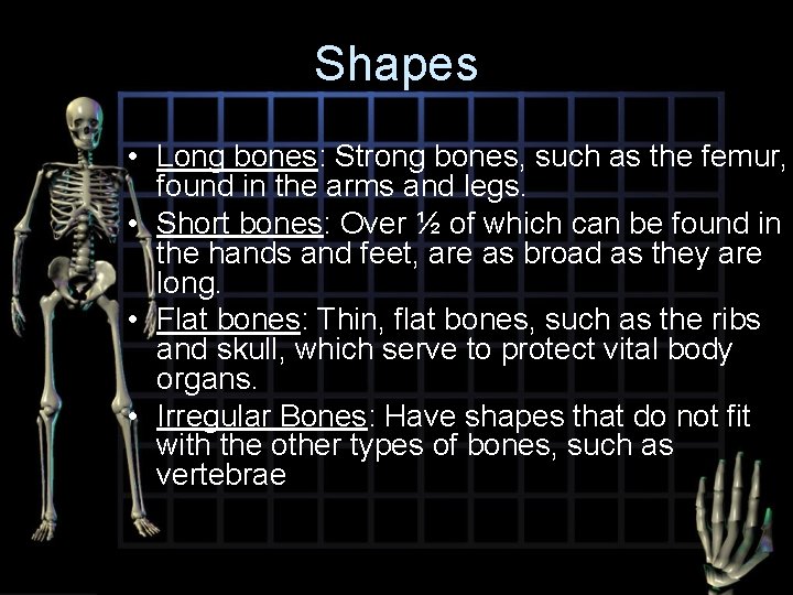 Shapes • Long bones: Strong bones, such as the femur, found in the arms