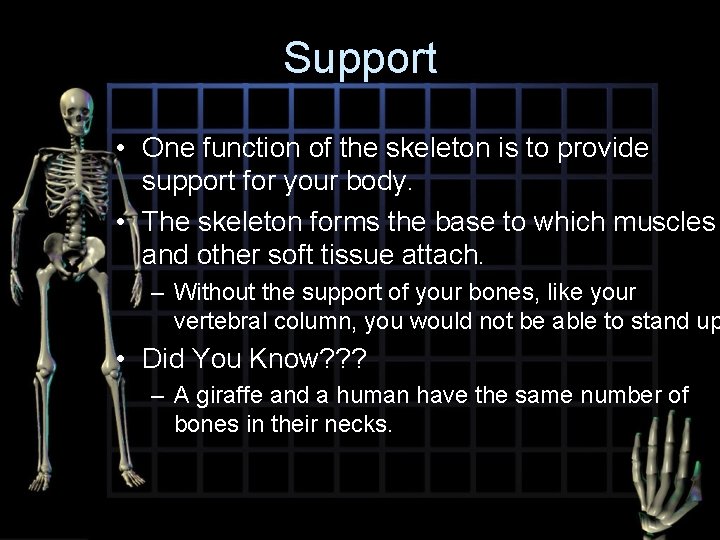 Support • One function of the skeleton is to provide support for your body.