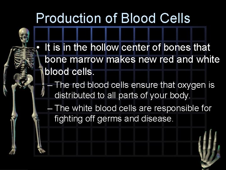 Production of Blood Cells • It is in the hollow center of bones that