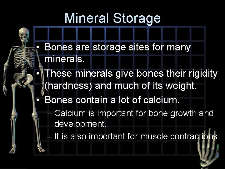 Mineral Storage • Bones are storage sites for many minerals. • These minerals give