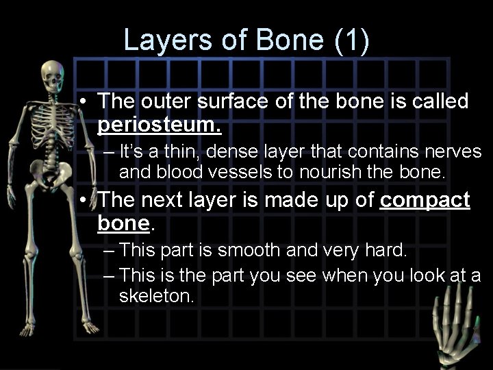 Layers of Bone (1) • The outer surface of the bone is called periosteum.