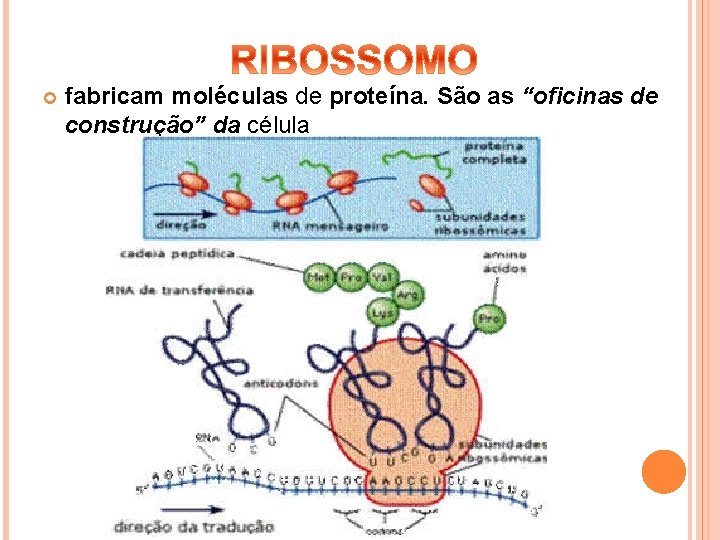  fabricam moléculas de proteína. São as “oficinas de construção” da célula 