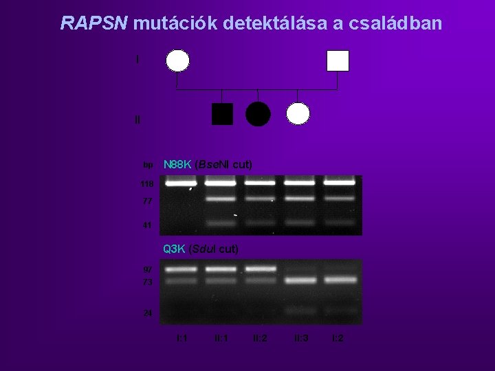 RAPSN mutációk detektálása a családban I II bp N 88 K (Bse. NI cut)