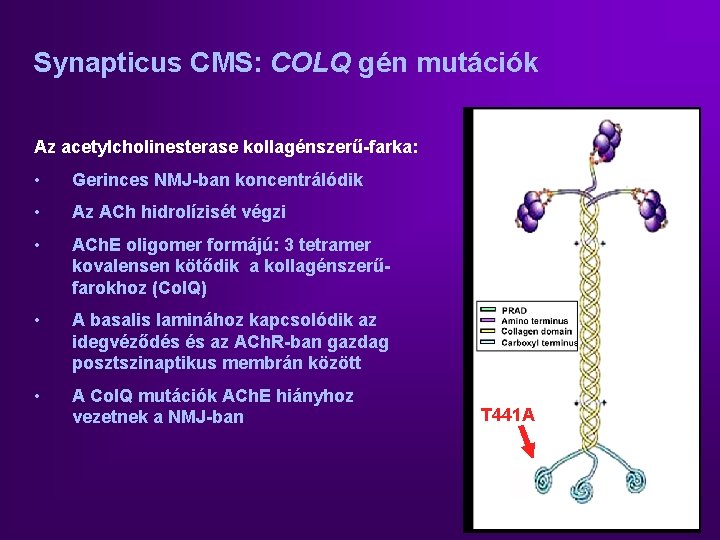 Synapticus CMS: COLQ gén mutációk Az acetylcholinesterase kollagénszerű-farka: • Gerinces NMJ-ban koncentrálódik • Az