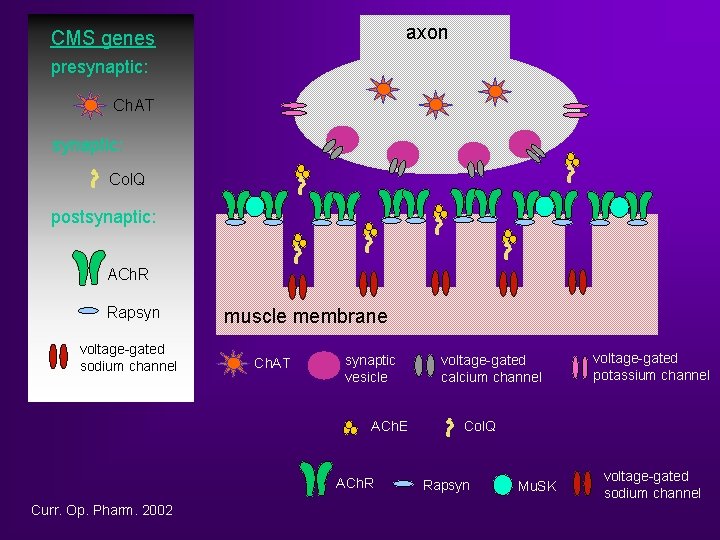 axon CMS genes presynaptic: Ch. AT synaptic: Col. Q postsynaptic: ACh. R Rapsyn voltage-gated
