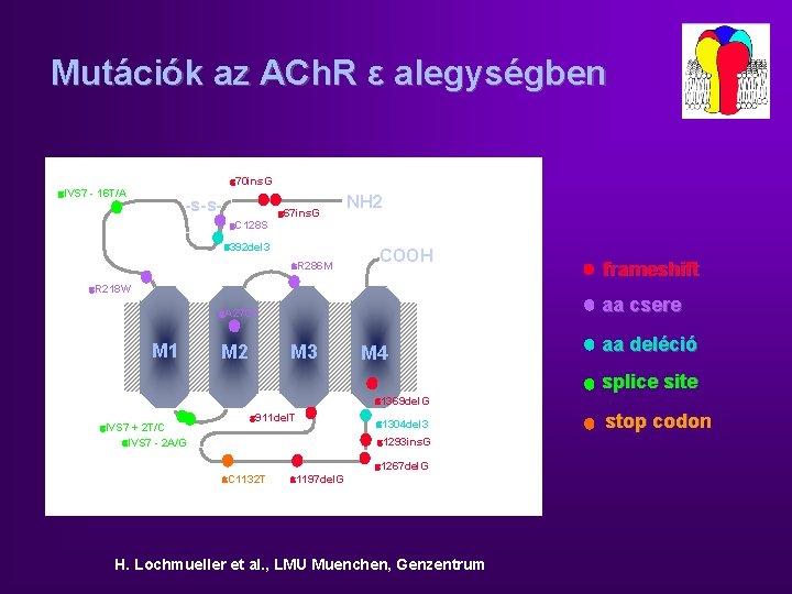 Mutációk az ACh. R ε alegységben 70 ins. G IVS 7 - 16 T/A