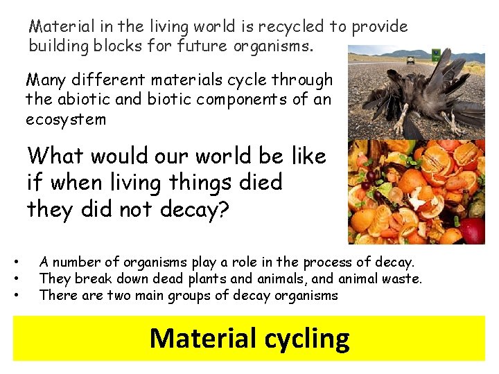 Material in the living world is recycled to provide building blocks for future organisms.