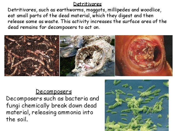 Detritivores, such as earthworms, maggots, millipedes and woodlice, eat small parts of the dead
