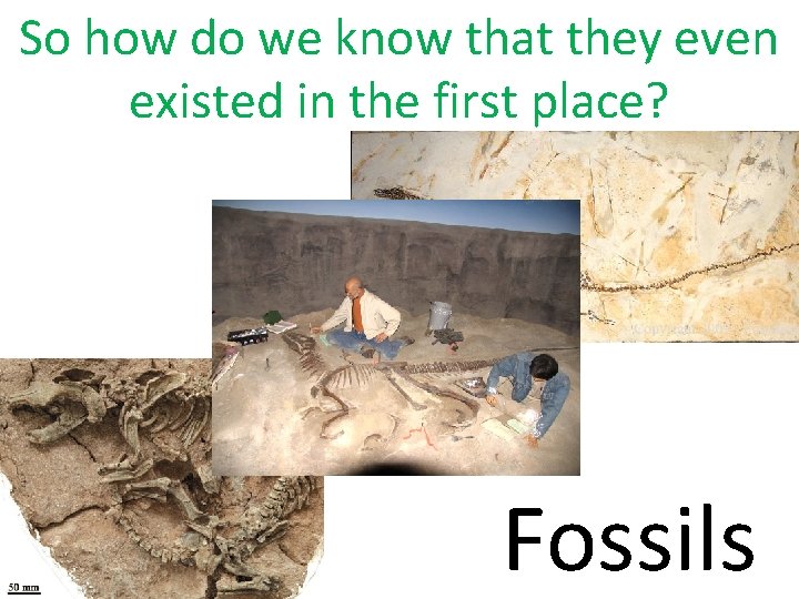 So how do we know that they even existed in the first place? Fossils