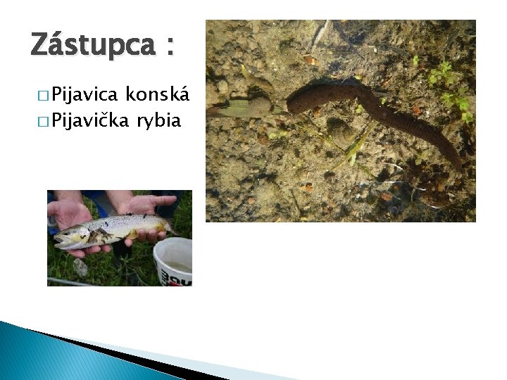 Zástupca : � Pijavica konská � Pijavička rybia 