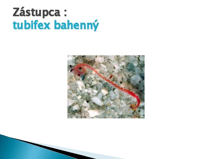 Zástupca : tubifex bahenný 