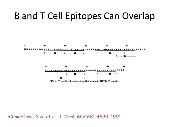 B and T Cell Epitopes Can Overlap • Comerford, S. A. et al. J.