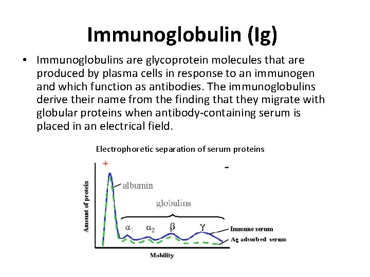 Immunoglobulin (Ig) • Immunoglobulins are glycoprotein molecules that are produced by plasma cells in