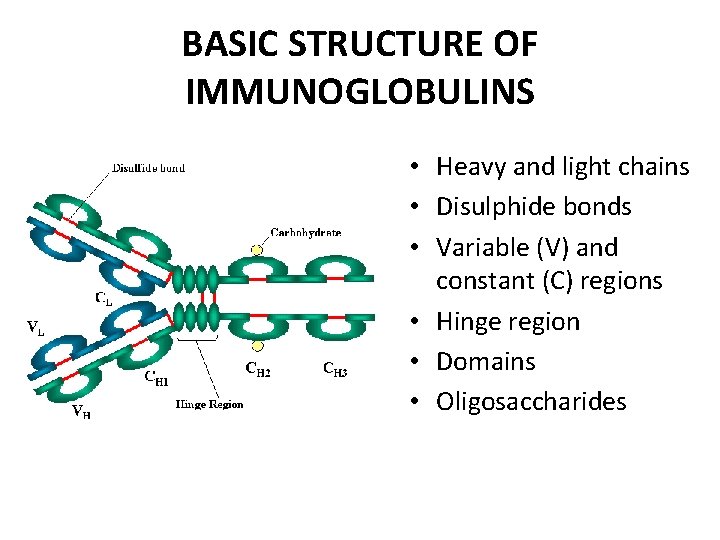 BASIC STRUCTURE OF IMMUNOGLOBULINS • Heavy and light chains • Disulphide bonds • Variable
