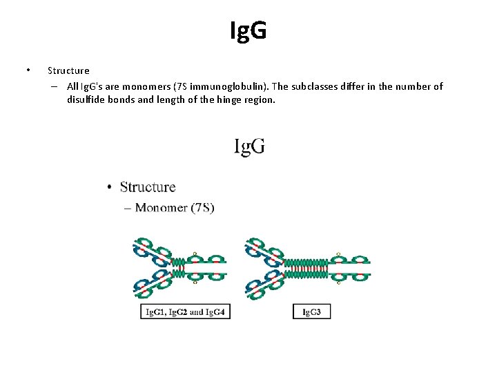 Ig. G • Structure – All Ig. G's are monomers (7 S immunoglobulin). The