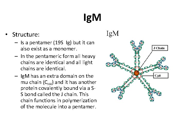 Ig. M • Structure: – Is a pentamer (19 S Ig) but it can