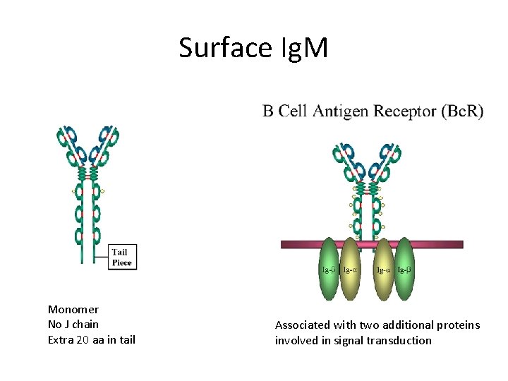 Surface Ig. M Monomer No J chain Extra 20 aa in tail Associated with