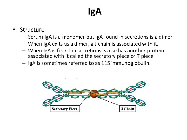 Ig. A • Structure – Serum Ig. A is a monomer but Ig. A