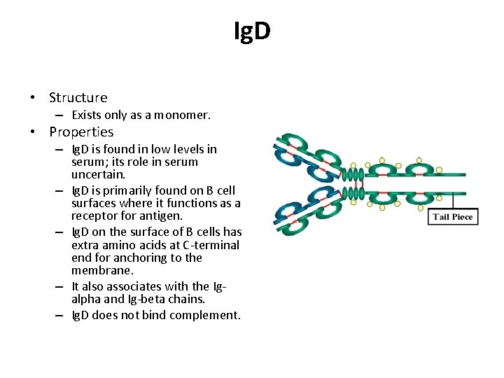 Ig. D • Structure – Exists only as a monomer. • Properties – Ig.