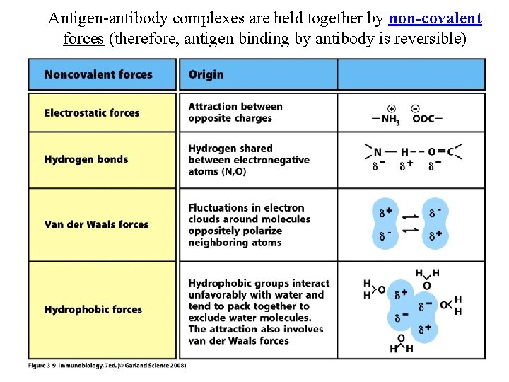 Antigen-antibody complexes are held together by non-covalent forces (therefore, antigen binding by antibody is