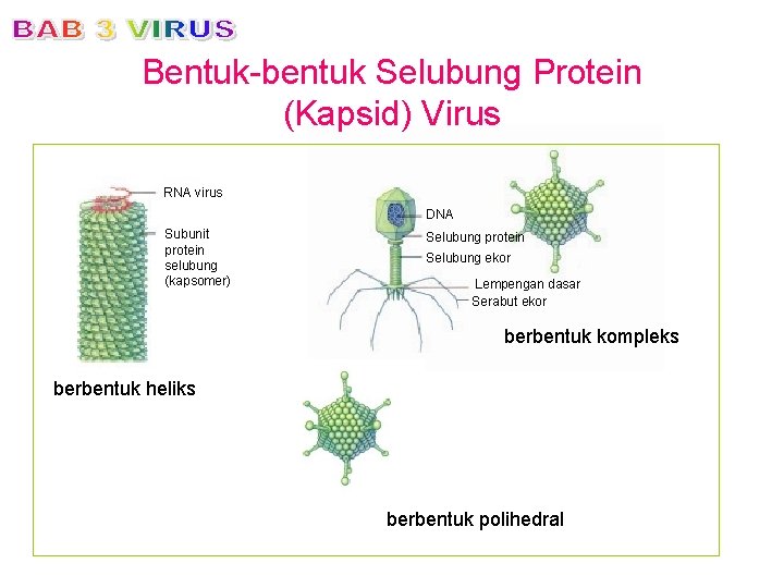 Bentuk-bentuk Selubung Protein (Kapsid) Virus RNA virus DNA Subunit protein selubung (kapsomer) Selubung protein