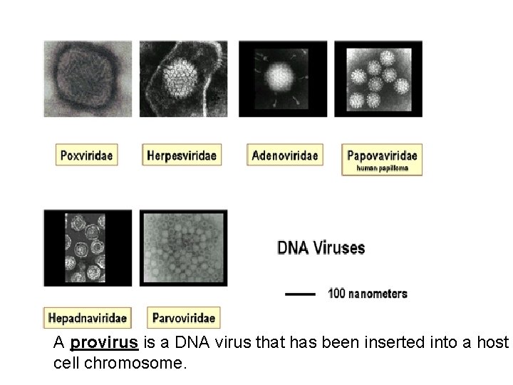 A provirus is a DNA virus that has been inserted into a host cell