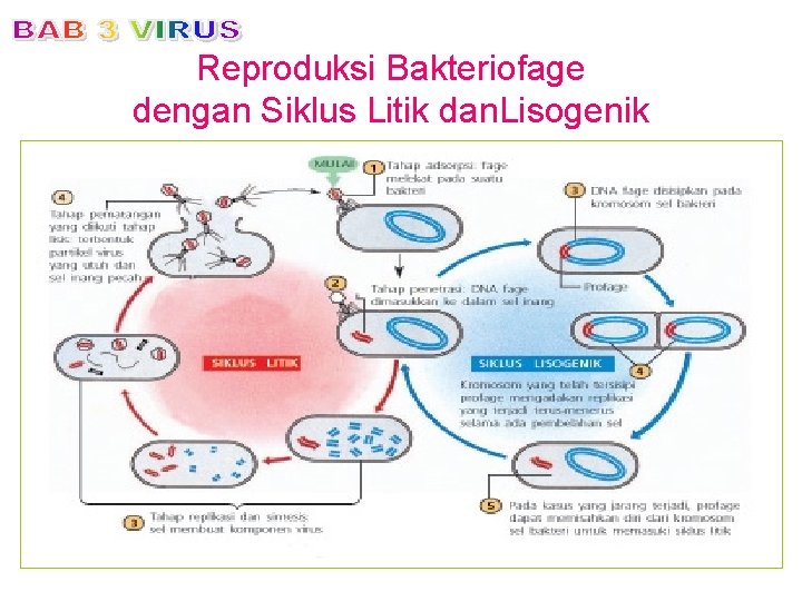 Reproduksi Bakteriofage dengan Siklus Litik dan. Lisogenik 