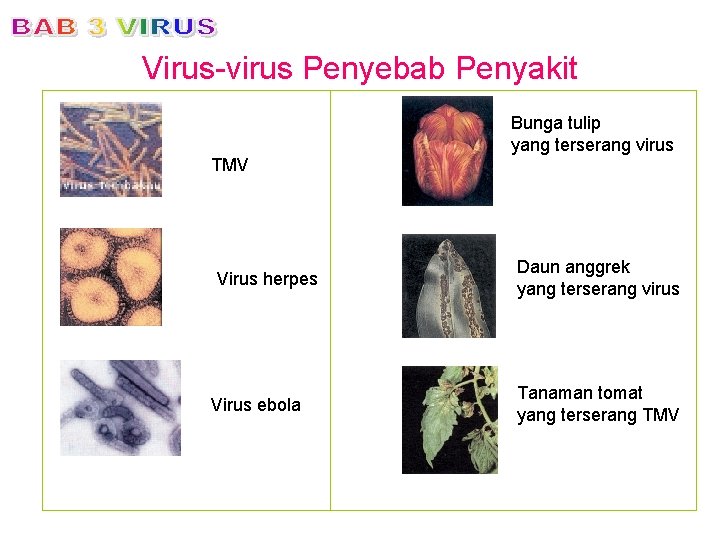 Virus-virus Penyebab Penyakit Bunga tulip yang terserang virus TMV Virus herpes Virus ebola Daun