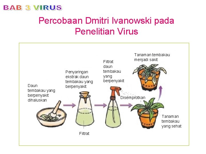 Percobaan Dmitri Ivanowski pada Penelitian Virus Daun tembakau yang berpenyakit dihaluskan Penyaringan ekstrak daun