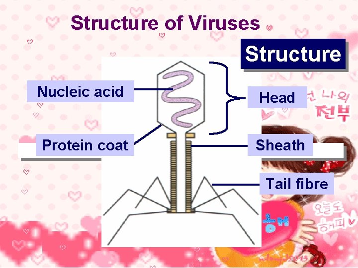 Structure of Viruses Structure Nucleic acid Protein coat Head Sheath Tail fibre 