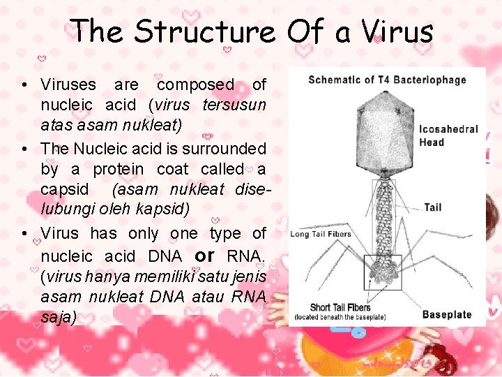 The Structure Of a Virus • Viruses are composed of nucleic acid (virus tersusun