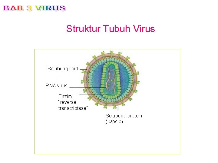 Struktur Tubuh Virus Selubung lipid RNA virus Enzim “reverse transcriptase” Selubung protein (kapsid) 