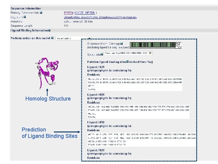 Homolog Structure Prediction of Ligand Binding Sites 