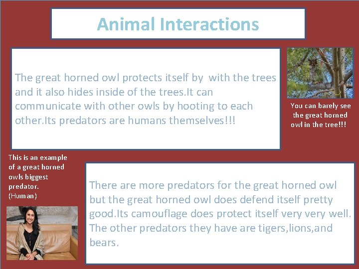 Animal Interactions The great horned owl protects itself by with the trees and it