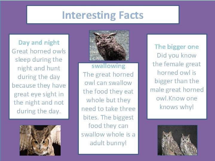 Interesting Facts Day and night Great horned owls sleep during the night and hunt