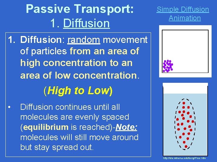 Passive Transport: 1. Diffusion Simple Diffusion Animation 1. Diffusion: random movement of particles from